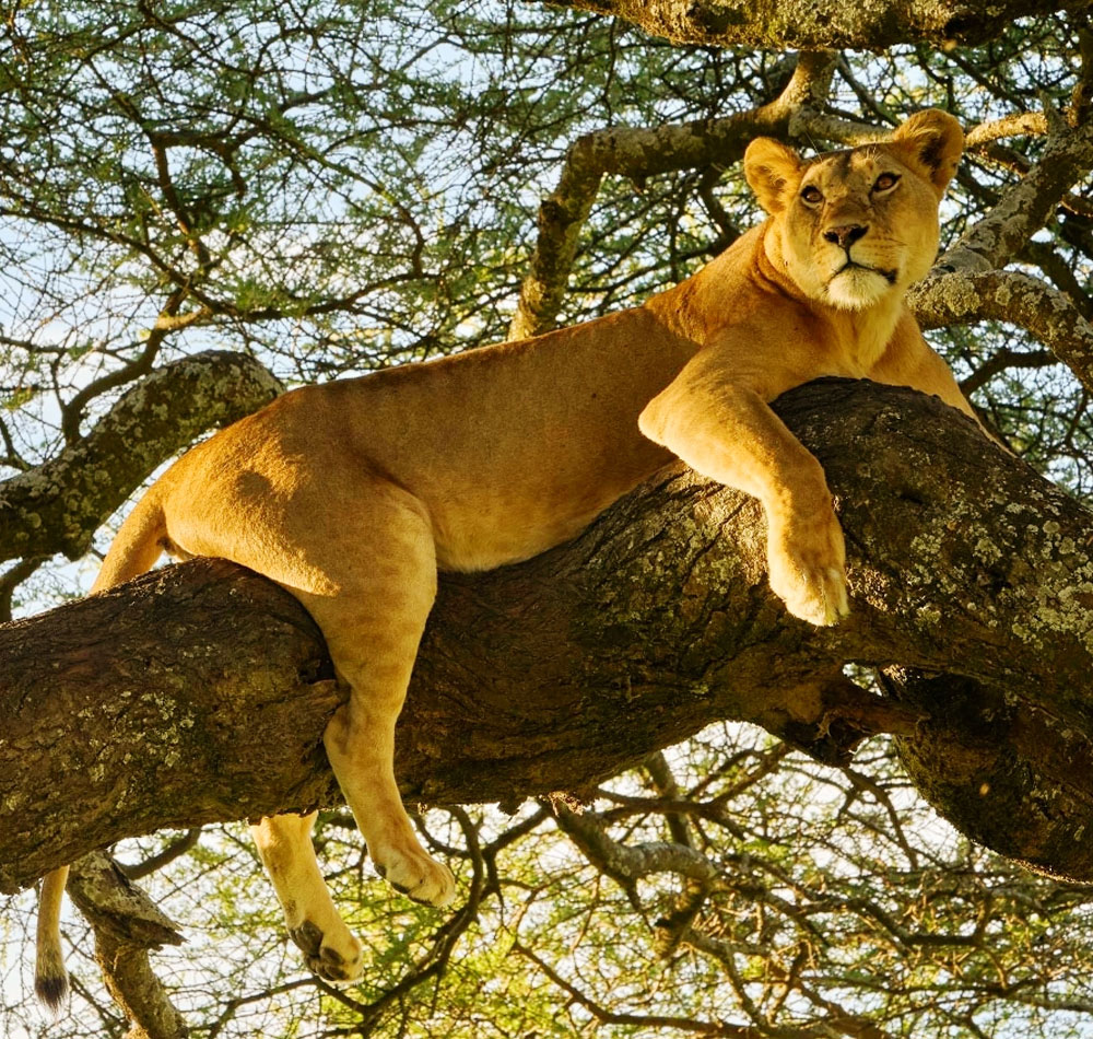 9 Days Kenya Tanzania Safari