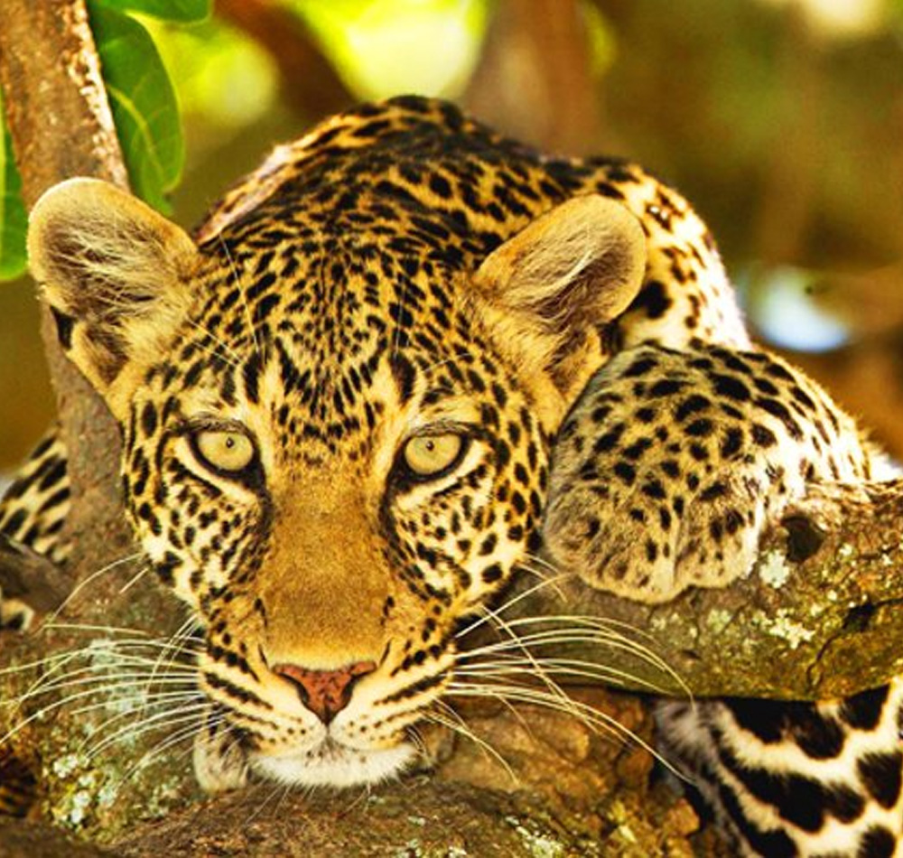 Days Amboseli, Naivasha, Hell Gate, Nakuru, Masai Mara