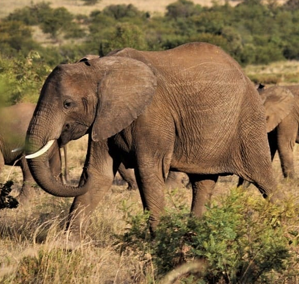 Lake Naivasha, Lake Nakuru, Masai Mara Kenyan Safaris