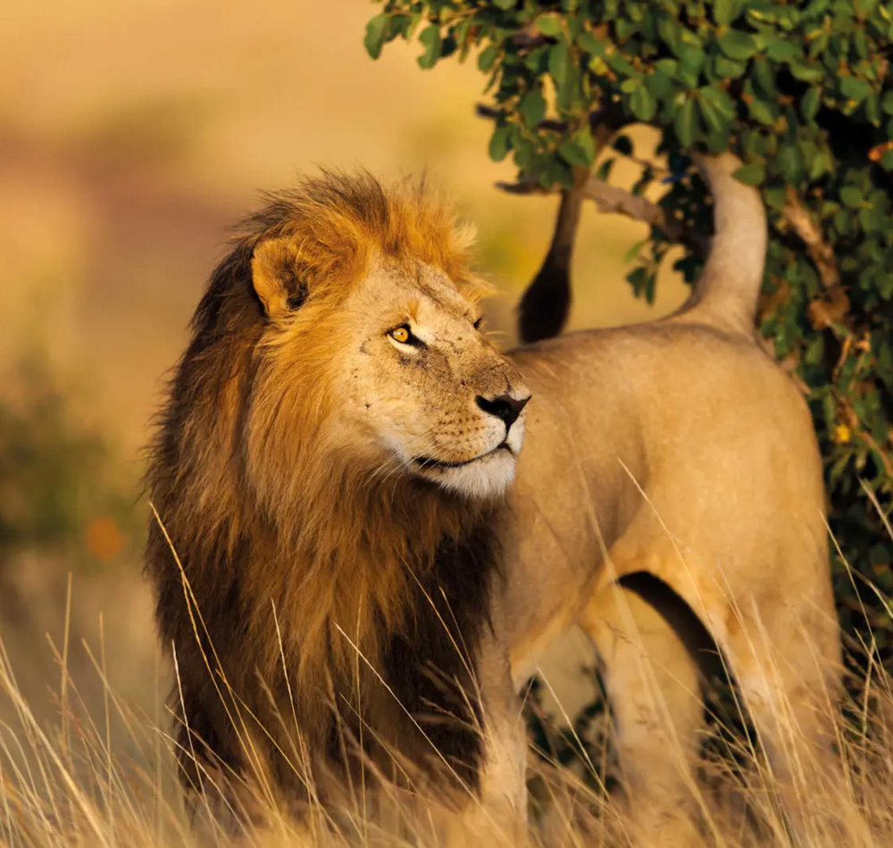 Masai Mara and Lake Nakuru Big 5 Safari