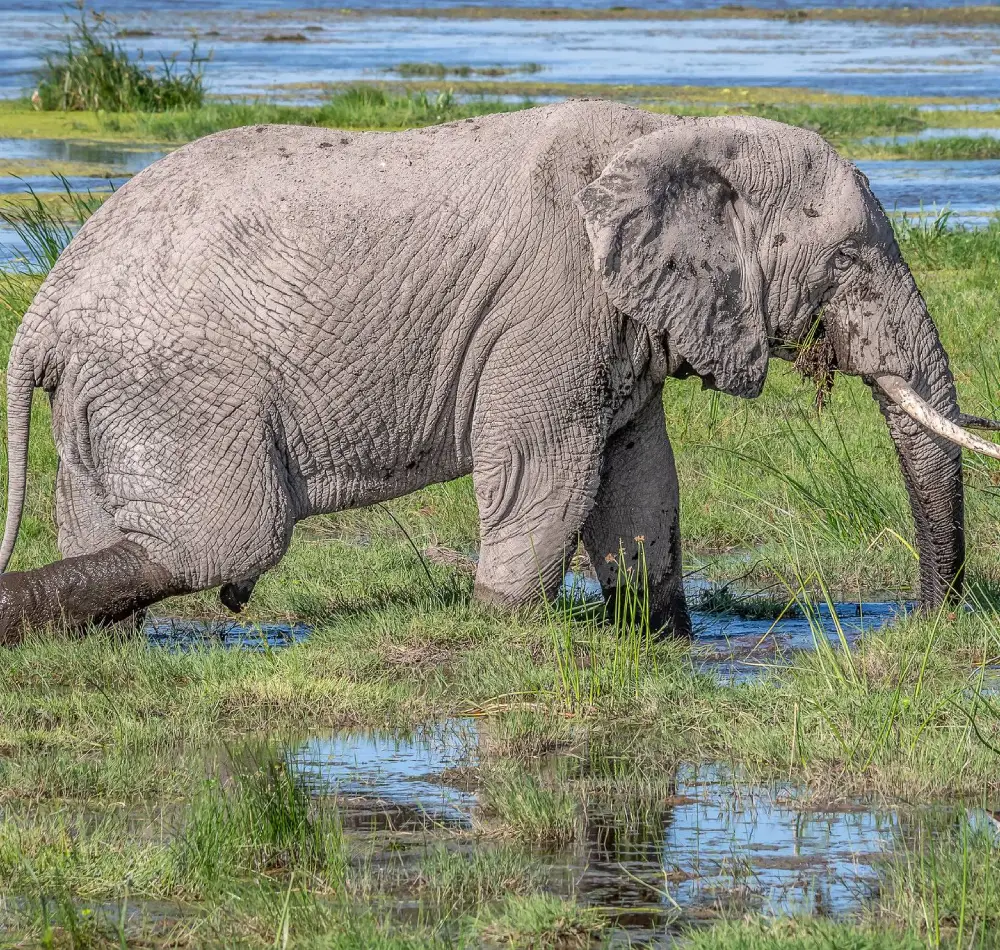 7 Days Kenya Tanzania Safari