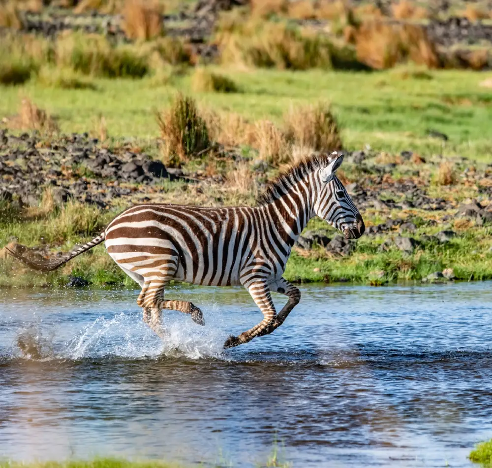 7 Days Kenya Tanzania Wildlife Safari