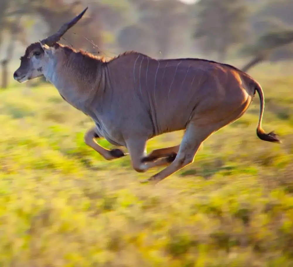 Kenya Tanzania Safari 6 Days 