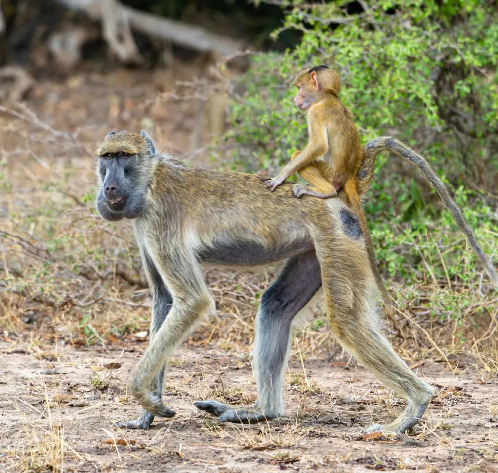 Kenya Tanzania Big Five Safari