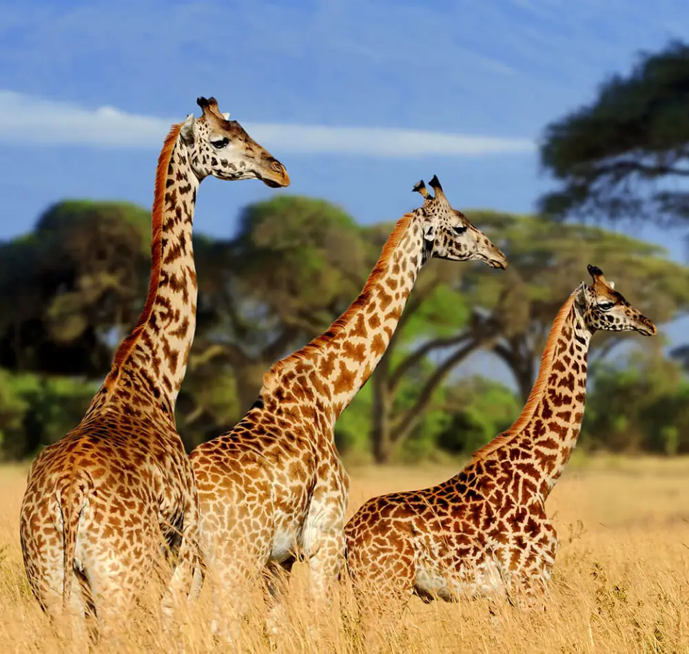 7 Day Migration Safari Kenya Tanzania