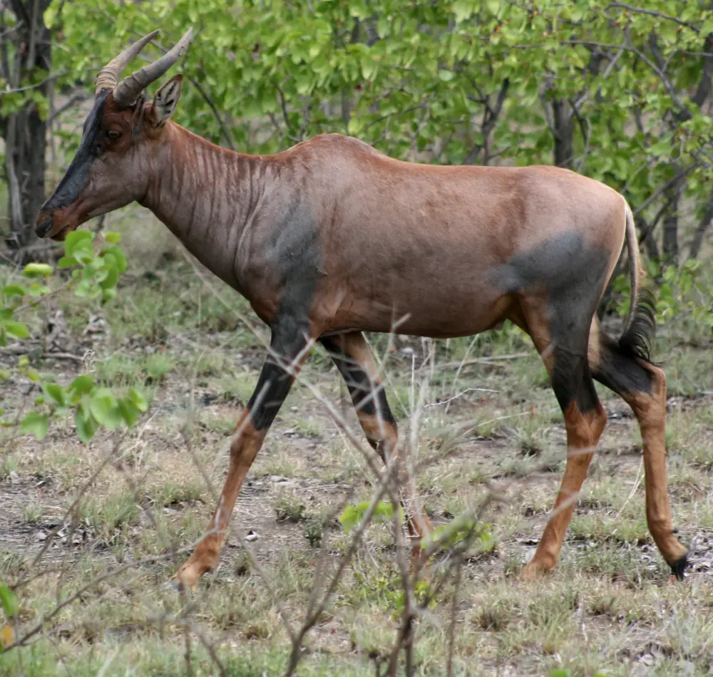 8 Days - Masai -Mara, Central- Serengeti- & Ngorongoro- Crater- & Tarangire
