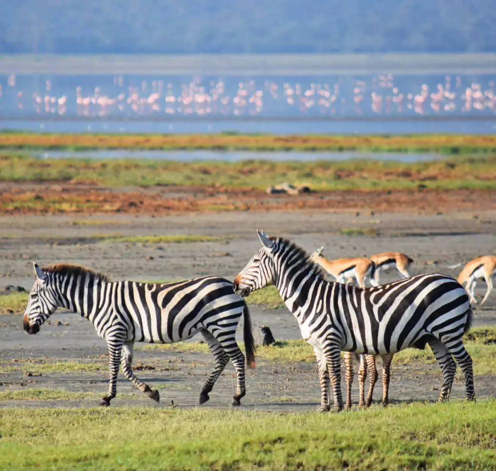 8 Days - Lake Nakuru, Masai- Mara-, Central -Serengeti -& Ngorongoro- Crater