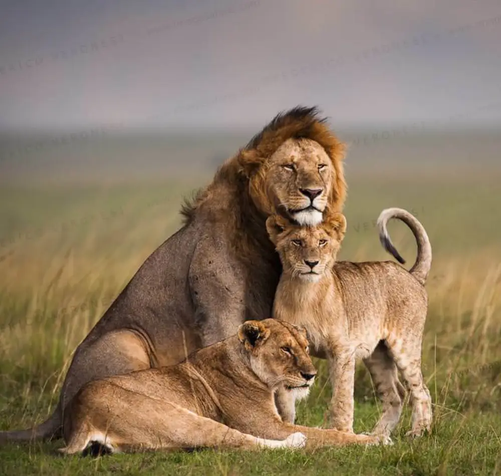 9 Days Kenya Tanzania Safari Package