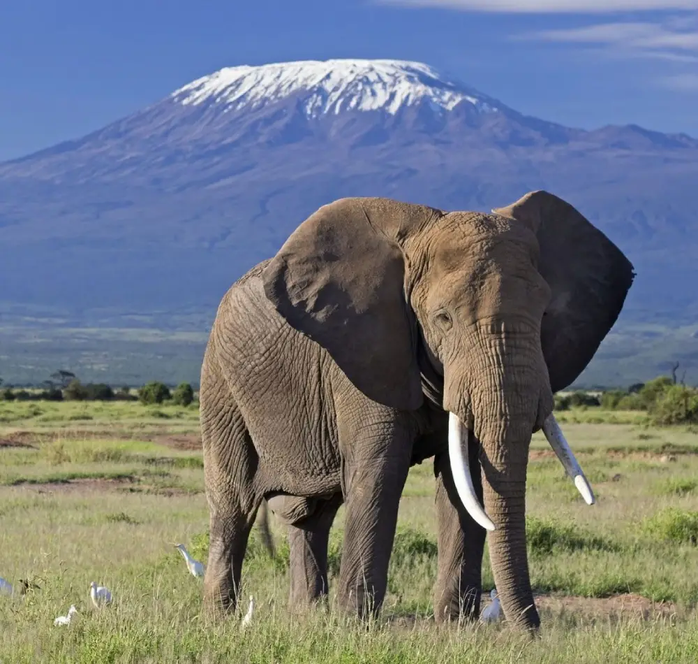 10 days - Lake- Nakuru,- Masai- Mara, Central Serengeti, -Ngorongoro- Crater, Tarangire & Amboseli