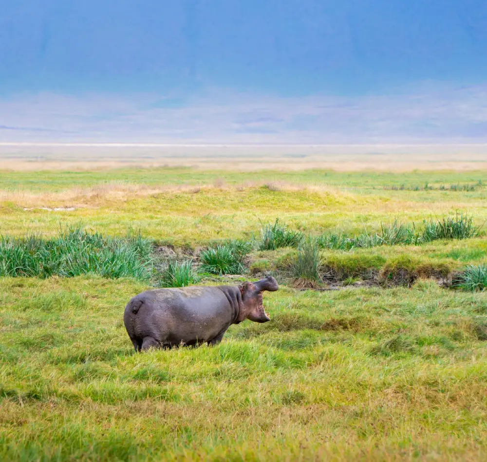 11 Days - Lake Nakuru, Masai Mara, Central Serengeti, Ngorongoro Crater, Tarangire & Amboseli