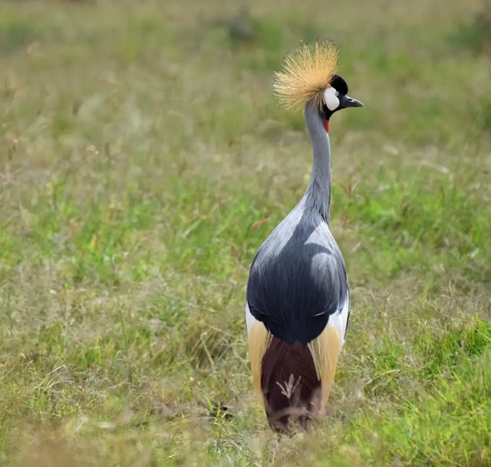 13 Days Kenya and Tanzania Combined Safari