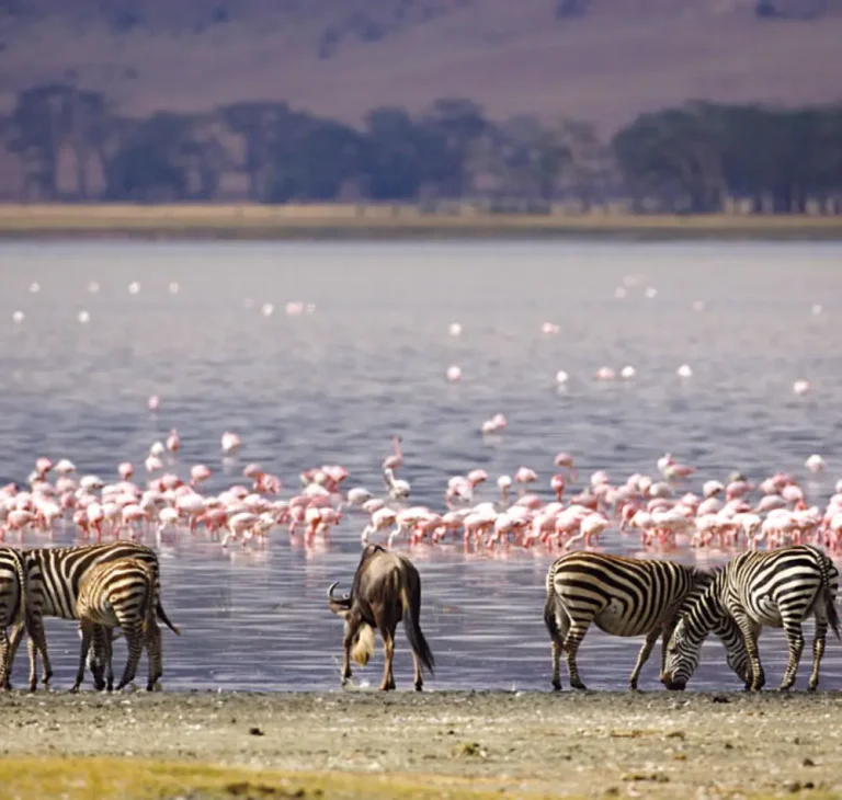11 Days - Lake Nakuru, Masai Mara, Central Serengeti, Ngorongoro Crater, Tarangire & North Serengeti