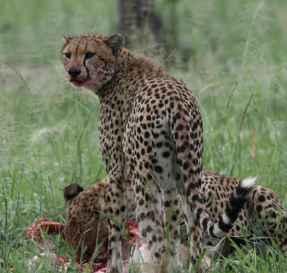 2 Days- Camping- Safari