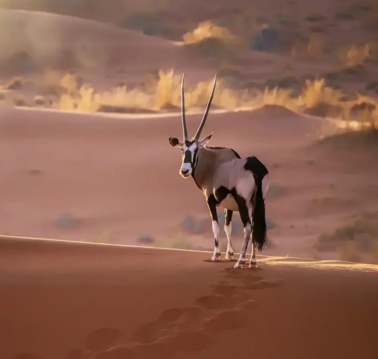 10 Days- Namibia -Combination- Tour