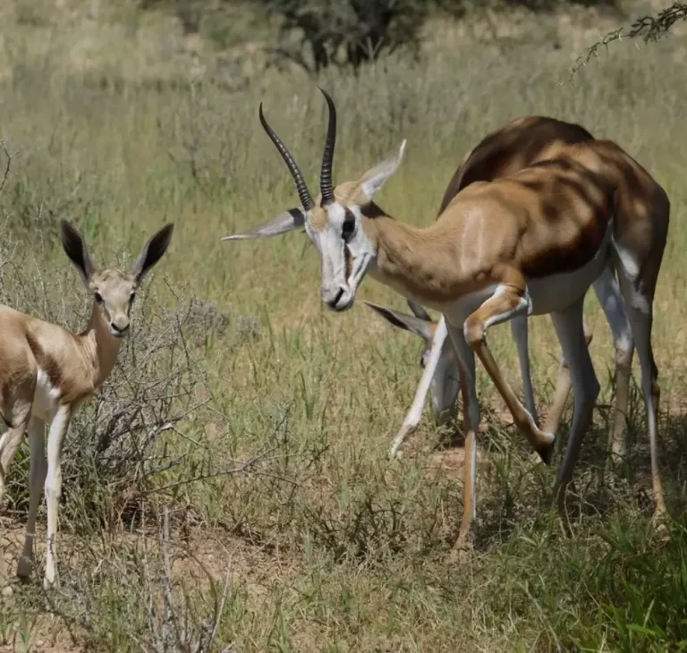 6 Days- Namibia -Combination -Tour