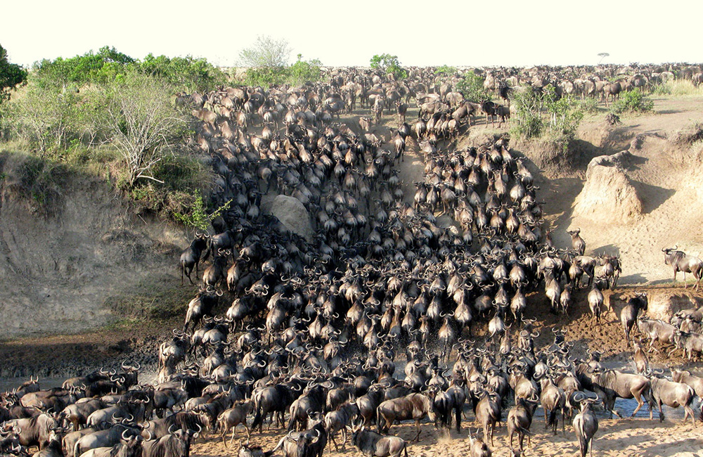 Kenya wildlife safari