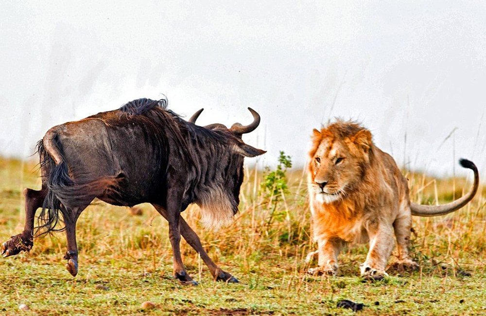 Kenyan safari packages