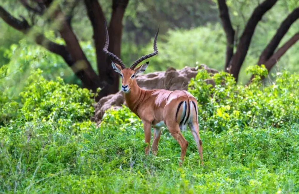 Tanzania budget Tours