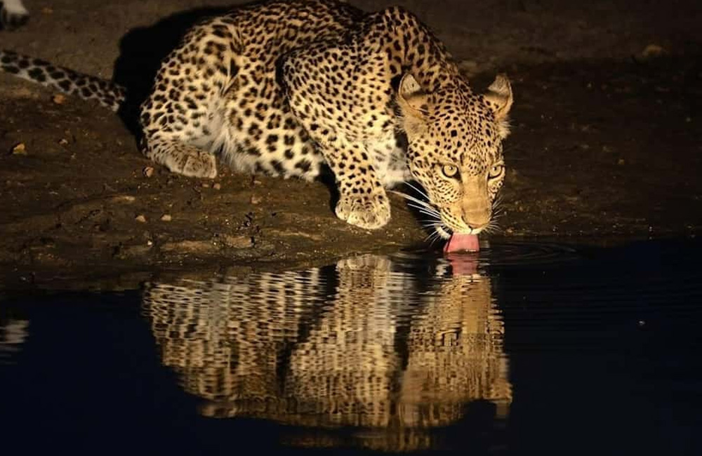 What a Night Safari in Tanzania Is Like