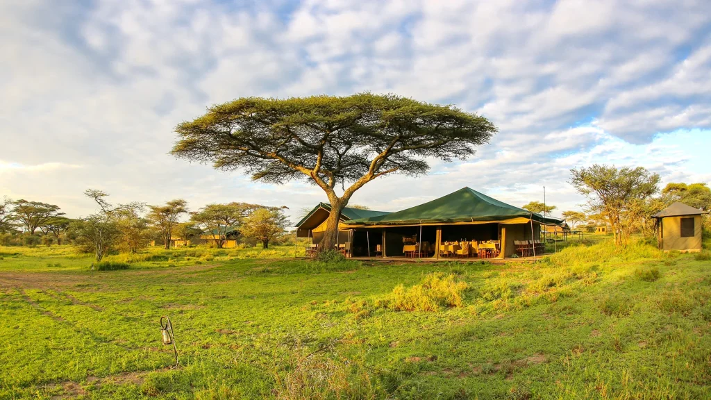 Ang’ata Migration – Ndutu Camp