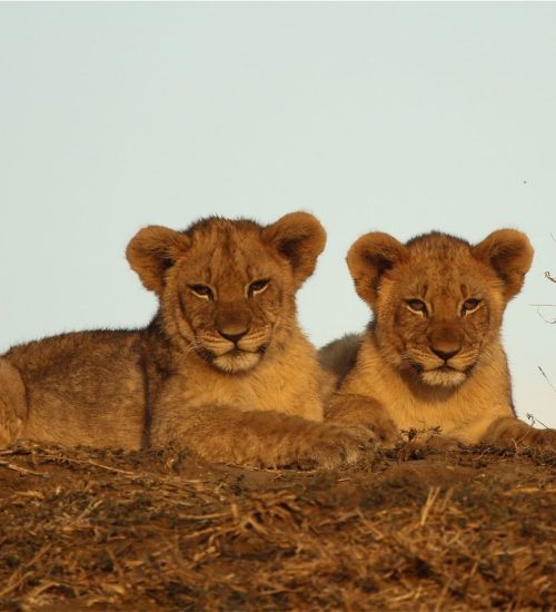 10 Day Tanzania Lodge Safari