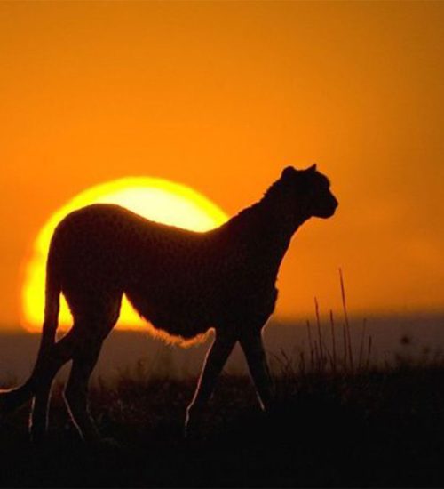 10 Days Kenya and Tanzania Big Cats Safari