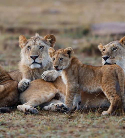 10 Days Nyerere Mikumi Ruaha and Udzungwa + Night Game Drive