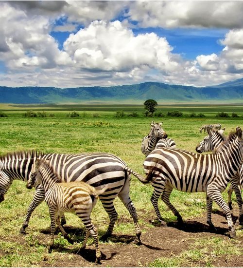 11-Days–Lake-Nakuru,-Masai-Mara,-Central-Serengeti,-Ngorongoro-Crater-&-Tarangire 11 Days- Lake Nakuru, Masai Mara, Central Serengeti, Ngorongoro Crater & Tarangire