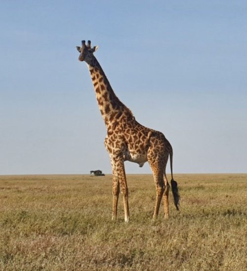 11-days---Lake-Naivasha,-Lake-Nakuru,-Masai-Mara,-Central-Serengeti,-Ngorongoro-Crater-&-Tarangire..