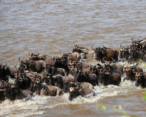 12 days - Lake Nakuru, Masai Mara, Central Serengeti, Ngorongoro Crater, Tarangire & North Serengeti