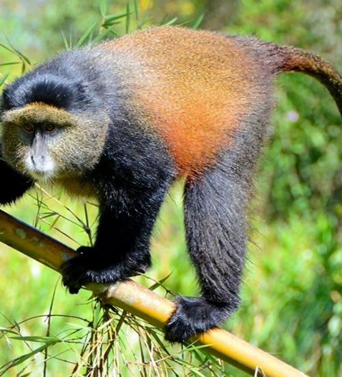 13-Days-Rwanda-and-Uganda-safari. 13 Days Rwanda and Uganda safari