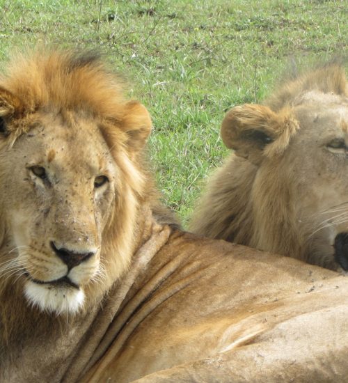 13-days—Amboseli,-Lake-Naivasha,-Lake-Nakuru,-Masai-Mara,-Central-Serengeti,-Ngorongoro-Crater-&-Tarangire 13 days - Amboseli, Lake Naivasha, Lake Nakuru, Masai Mara, Central Serengeti, Ngorongoro Crater & Tarangire