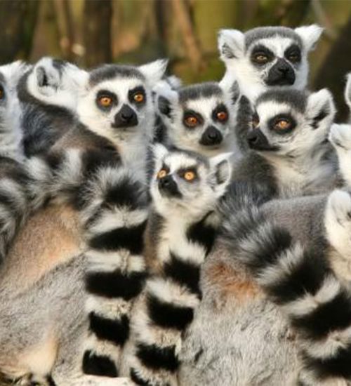 14 Days Madagascar Adventure Tours