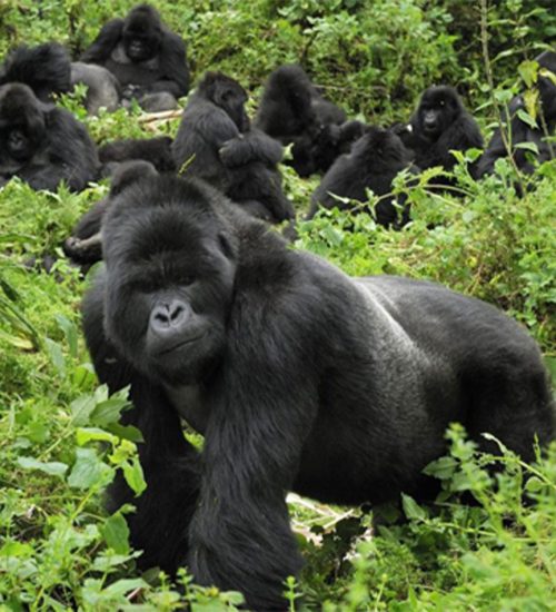 15 Day Uganda Wildlife Expedition