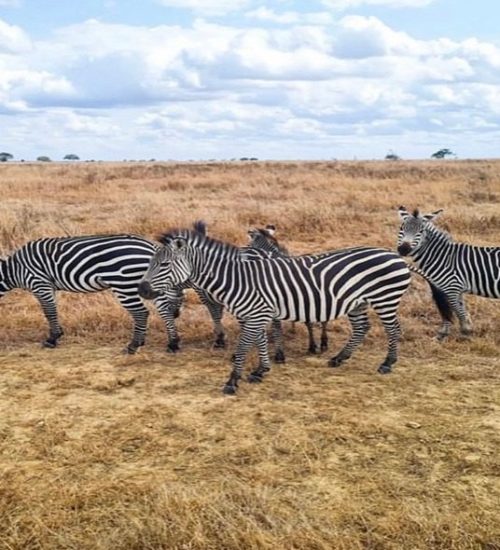 2 Days Game Drive and Boat Trip in Saadani 2 Days Game Drive and Boat Trip in Saadani