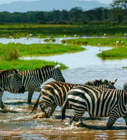 2 Days – One Night Safari in Mikumi National Park 2 Days - One Night Safari in Mikumi National Park