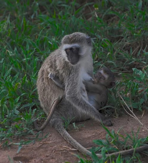 4-Days-Mikumi,-Udzungwa,-Sanje-Waterfalls,-Masai-Culture 4 Days Mikumi, Udzungwa, Sanje Waterfalls, Masai Culture