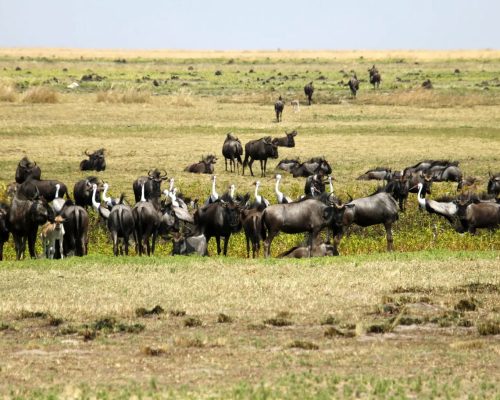 5 Days Zambia Wilderness Safari