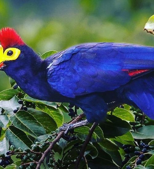 5-days-Birding-safari-Uganda 5 days Birding safari Uganda