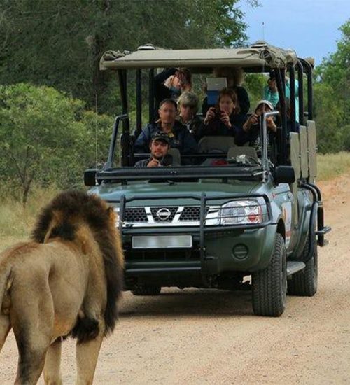 6 Day Kruger Park Treehouse Safari