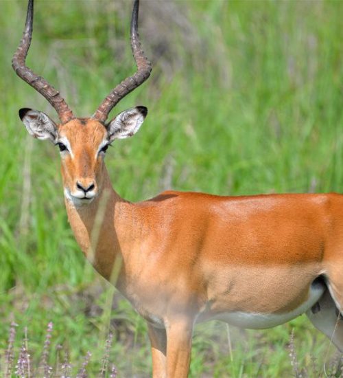 6 Days Nyerere, Mikumi and Udzungwa Mountains National Park 6 Days Nyerere, Mikumi and Udzungwa Mountains National Park