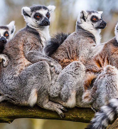 7-Days-Madagascar-Flying-Safari88 7 Days Madagascar Flying Safari