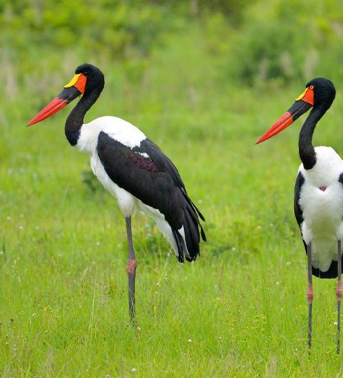 7 Days Safari in Nyerere, Mikumi and Ruaha National Park 7 - Days Safari in Nyerere, Mikumi and Ruaha National Park