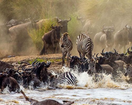 7-Days-Serengeti-Wildebeest-Migration..