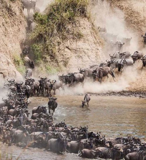 7-Days-Serengeti-Wildebeest-Migration