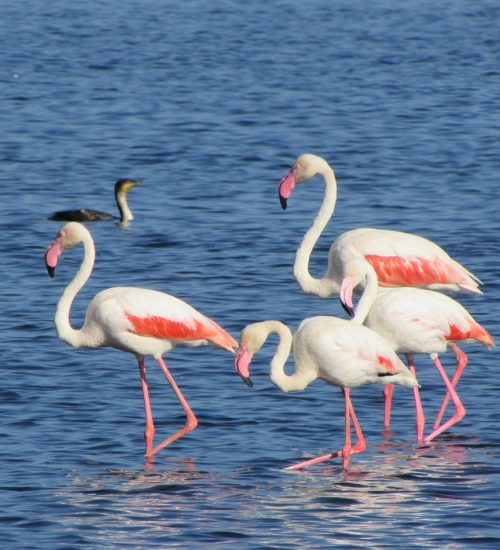 8 Days Tanzania Budget Safari