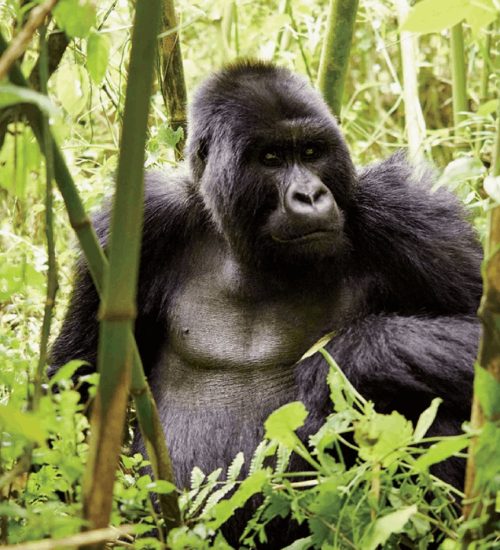 8-days-Rwanda-gorilla-trekking-safari 8 days Rwanda gorilla trekking safari