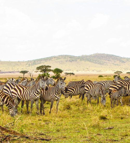 9 Days Ultimate East Africa Safari