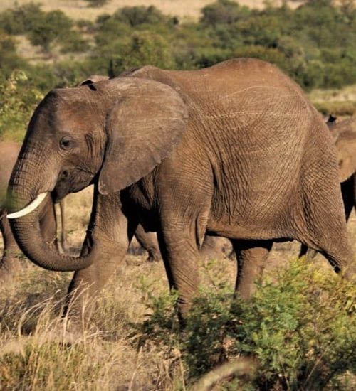 Lake Naivasha, Lake Nakuru, Masai Mara Kenyan Safaris