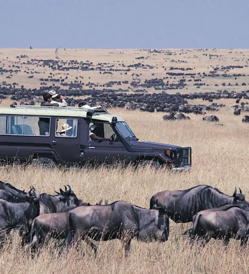 8 Days - Masai- Mara- Central- Serengeti -& Ngorongoro -Crater